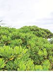 雞排妹鄭家純寫真集《十八歲的禮物》